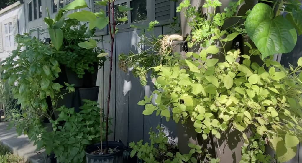 Two vertical containers containing various herb plants